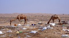 沐鸣平台登陆线路塑料垃圾在骆驼的内脏中形成了巨大的致命物质
