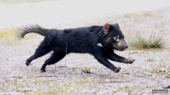 沐鸣平台登陆线路一种高度传染性的脸癌可能终究无法消灭袋獾