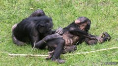 倭黑猩猩和人类一样，沐鸣注册登录对共同完成一项任务表现出承诺