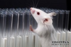 用大脑活动来指导电脑鼠标的老鼠