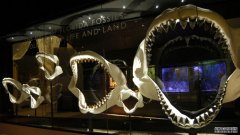 新生的巨齿鲨比大多数成年人类都要大