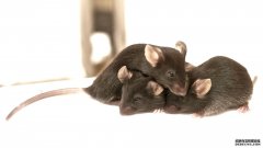 沐鸣平台登陆线路老鼠可能“感染”彼此的疼痛——以及缓解疼痛