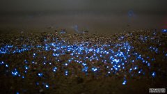 沐鸣平台登陆线路海洋酸化可能会让一些物种发光更亮