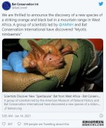 沐鸣平台科学家在非洲发现了拥有南瓜橙色身体的新蝙蝠物种:“颜色太惊人了”
