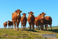 沐鸣测速农民通过专业应用程序监测牲畜的健康状况