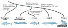 杏3沐鸣平台鱼有适应陆地生活的基因——尽管它们还在海里游泳