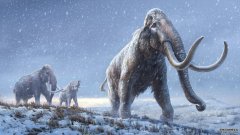 猛犸象的臼齿产生了有史以来最古老的DNA序列