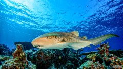 沐鸣平台水族馆制定了拯救濒危斑马鲨的不同寻常的计划