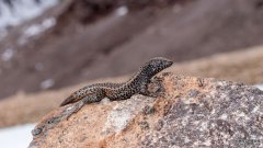 沐鸣注册登录秘鲁的一种山地蜥蜴打破了爬行动物海拔纪录