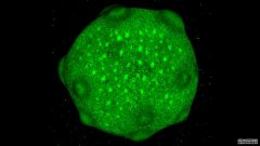 杏3沐鸣平台在实验室培养了一年多的脑细胞簇，反映了新生儿大脑的变化