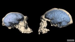 沐鸣平台登陆线路远古人类可能在离开非洲之后就拥有了类似猿的大脑