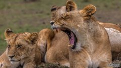 打哈欠可以帮助狮子们同步它们群体的动作