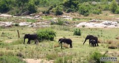 杏3沐鸣平台南非国家公园的大象杀死了疑似偷猎者